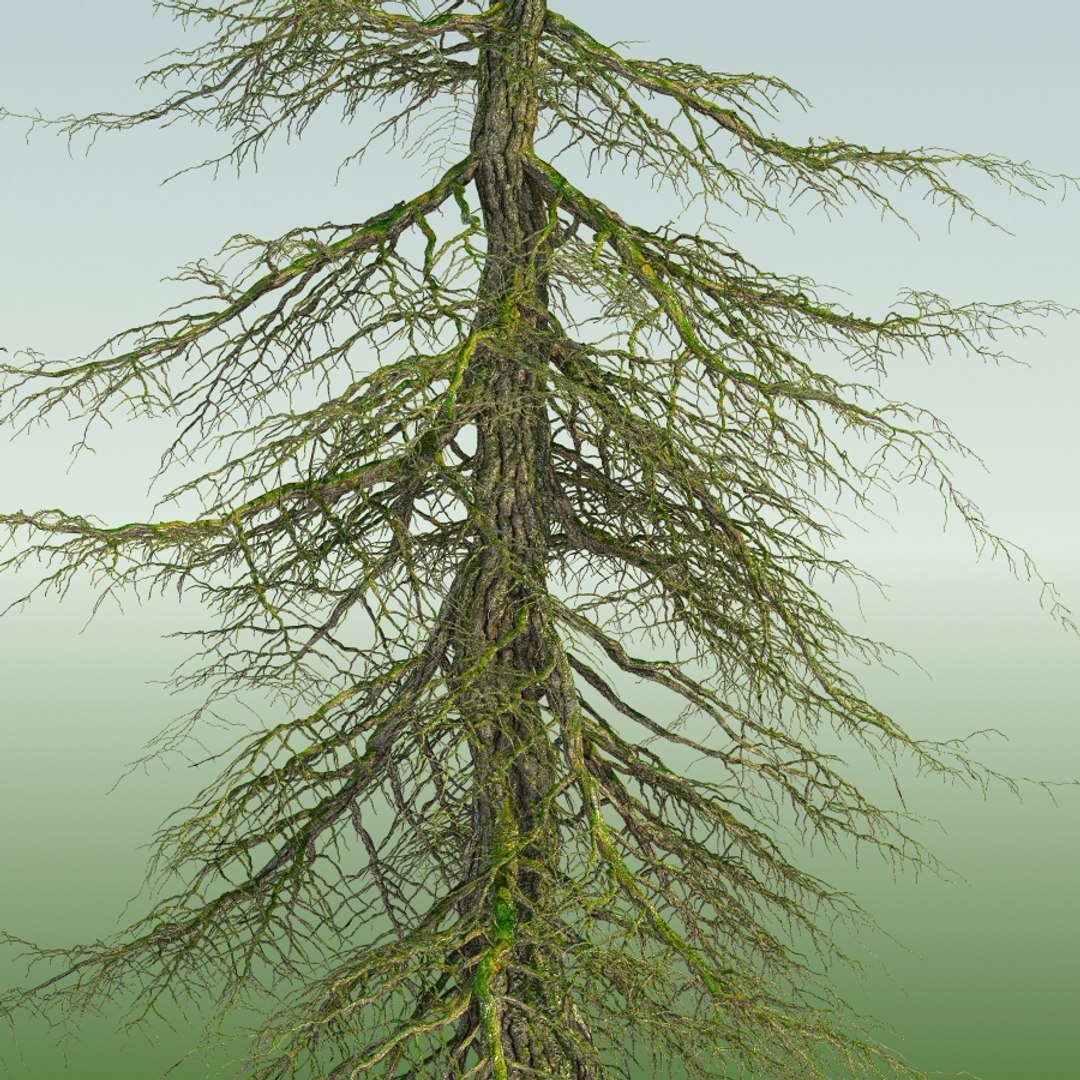 3d tree https://p.turbosquid.com/ts-thumb/fg/RZqh38/hqqqOXeX/10mountainhemlock03_0011/jpg/1454258669/1920x1080/fit_q87/a4411f209f4b3161e7f8085a73915630f8907153/10mountainhemlock03_0011.jpg