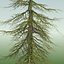 GEBIRGSHEMLOCKKONIFERBAUM 01