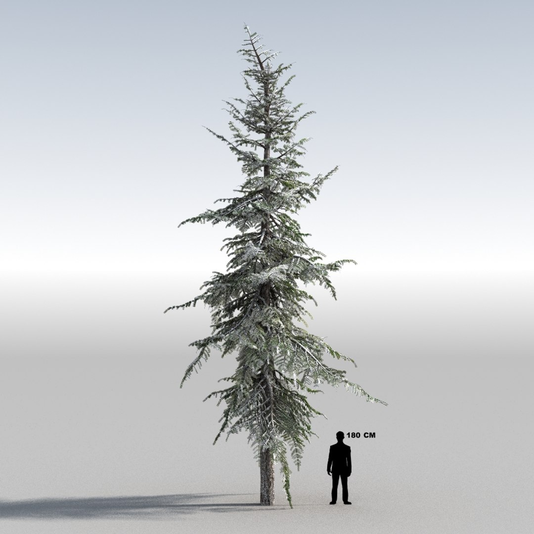 3d tree https://p.turbosquid.com/ts-thumb/fg/RZqh38/iDB23Glo/10mountainhemlock03_0002/jpg/1454258669/1920x1080/fit_q87/9a55316d030fb2b9737a43b26c699976b3658204/10mountainhemlock03_0002.jpg