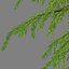 GEBIRGSHEMLOCKKONIFERBAUM 01