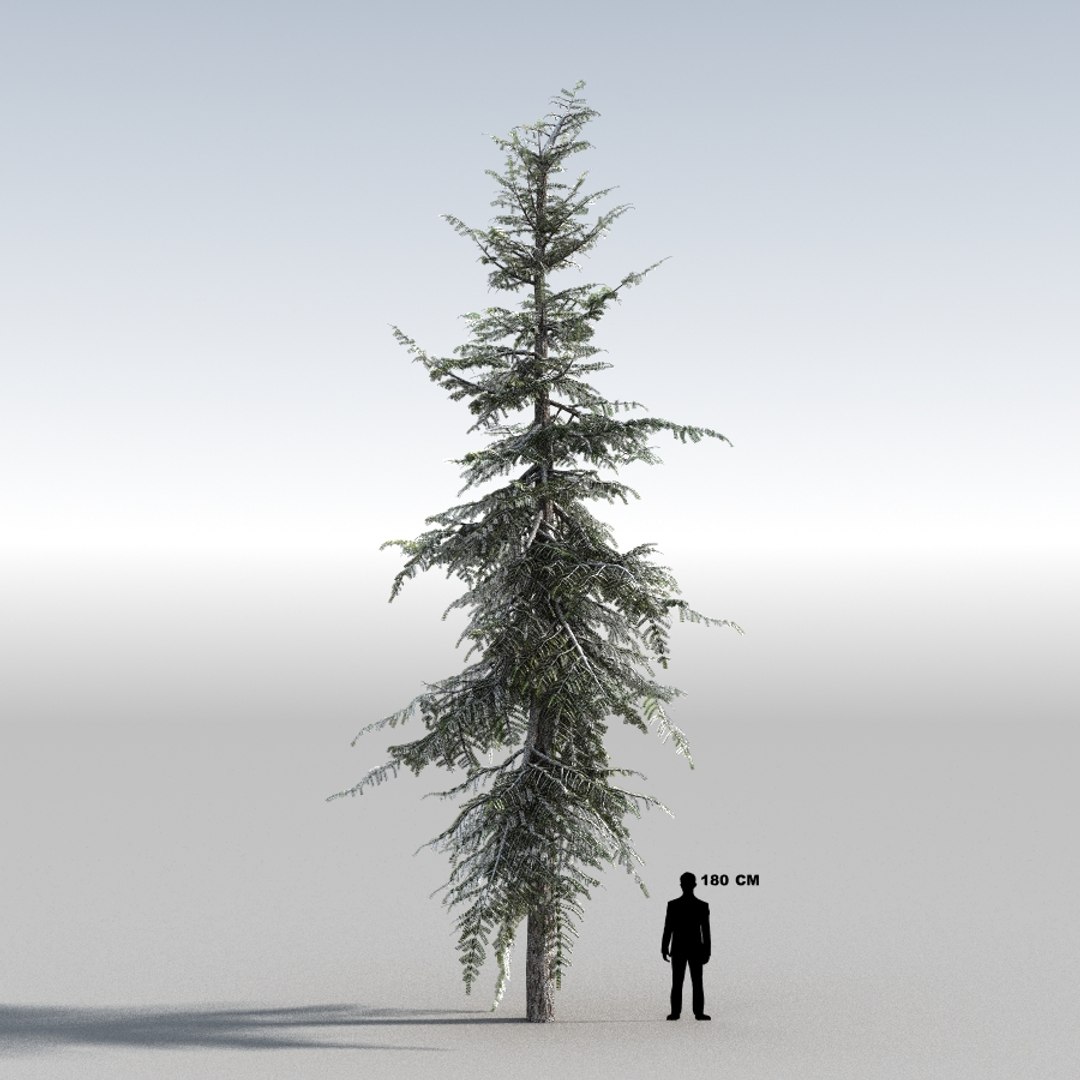 3d tree https://p.turbosquid.com/ts-thumb/fg/RZqh38/nJay5eZh/10mountainhemlock03_0008/jpg/1454258669/1920x1080/fit_q87/9bc6599ecf7893b1608e6df609d57ac05f15cc51/10mountainhemlock03_0008.jpg