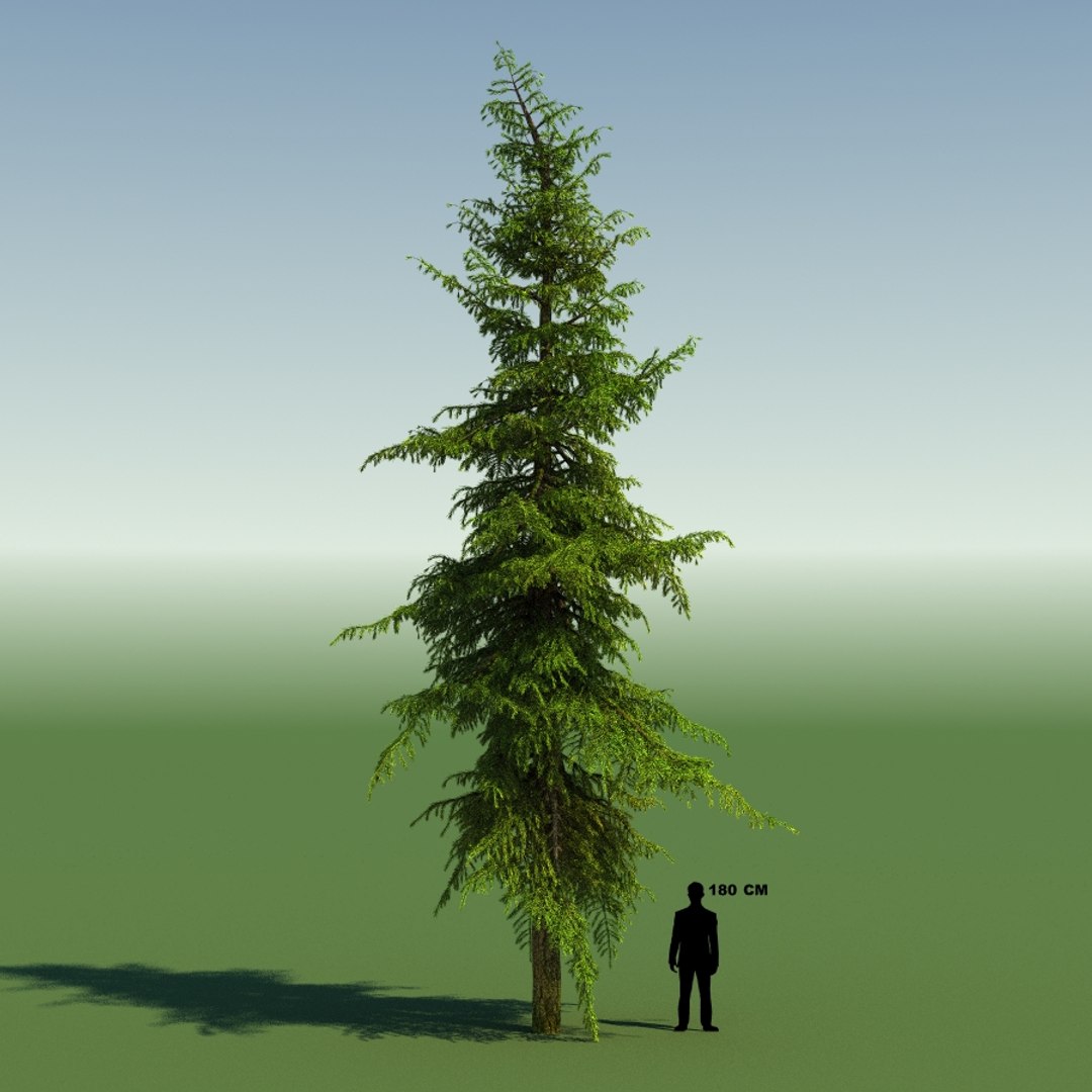 3d tree https://p.turbosquid.com/ts-thumb/fg/RZqh38/pwmP52Bs/10mountainhemlock01_0002/jpg/1454258669/1920x1080/fit_q87/8892b2f27a44f5337efbb8134ca7eaf04259c61e/10mountainhemlock01_0002.jpg