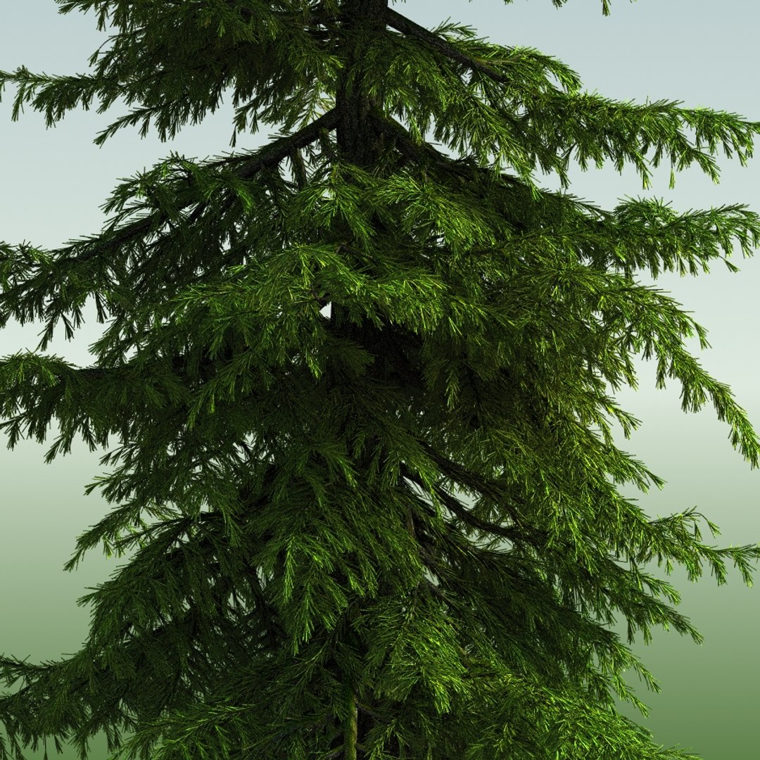 3d tree https://p.turbosquid.com/ts-thumb/fg/RZqh38/qnjKv6si/10mountainhemlock02_0000/jpg/1454258669/1920x1080/fit_q87/a600663d507f6101987cac5b8cf40789782062ae/10mountainhemlock02_0000.jpg