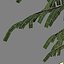 GEBIRGSHEMLOCKKONIFERBAUM 01