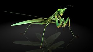 mantis insects model