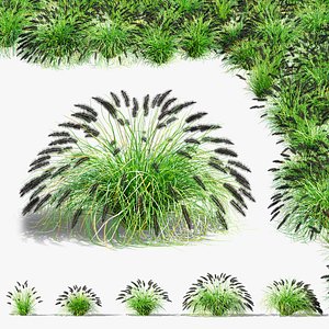 Pennisetum alopecuroides Black Beauty