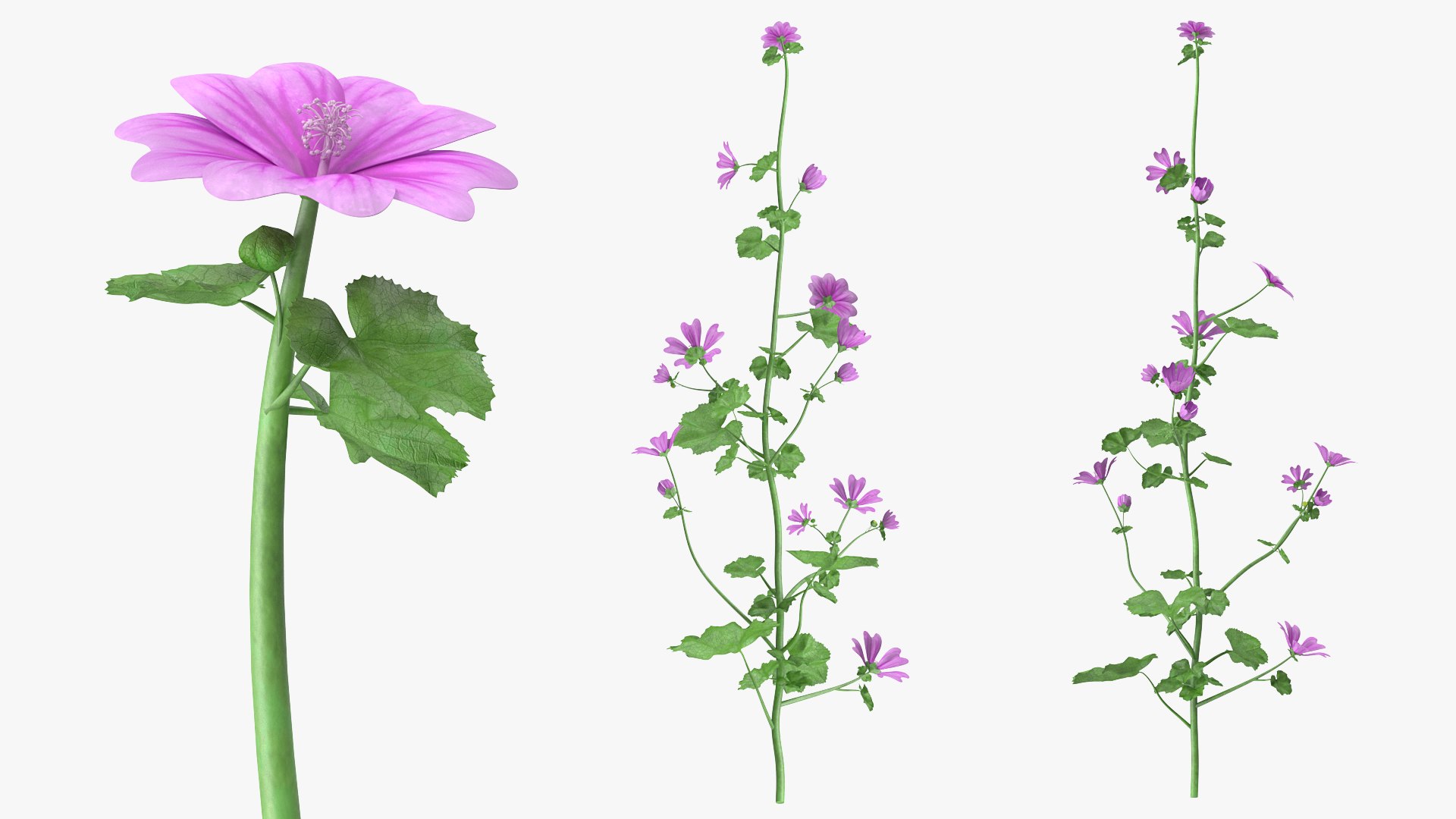 Mallow Plant 3D model preview
