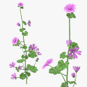 Mallow Plant