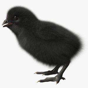black chick 3d ma