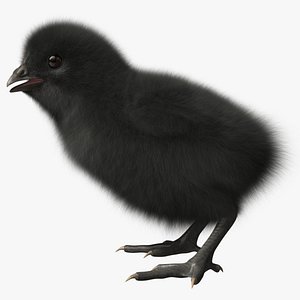 Black Chick (2)