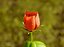 Animación de crecimiento de flor de rosa