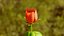 Animación de crecimiento de flor de rosa