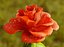 Animación de crecimiento de flor de rosa