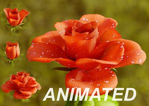 3D Rose Flower Growth Animation