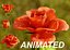 Animación de crecimiento de flor de rosa