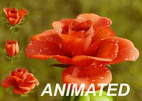 Rose Flower Growth Animation