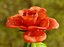 Animación de crecimiento de flor de rosa