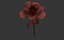 Animación de crecimiento de flor de rosa
