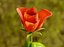 Animación de crecimiento de flor de rosa
