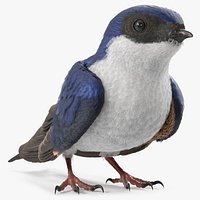 House Martin Bird Sitting Folded Wings