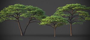 XfrogPlants Umbrella Thorn Acacia - Vachellia Tortilis