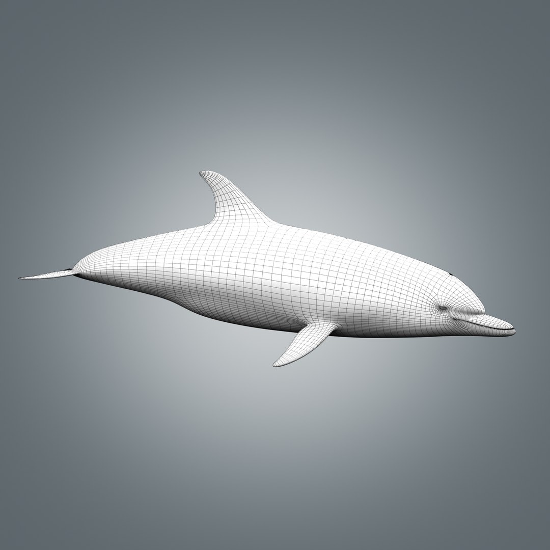 3d model of realistic dolphin