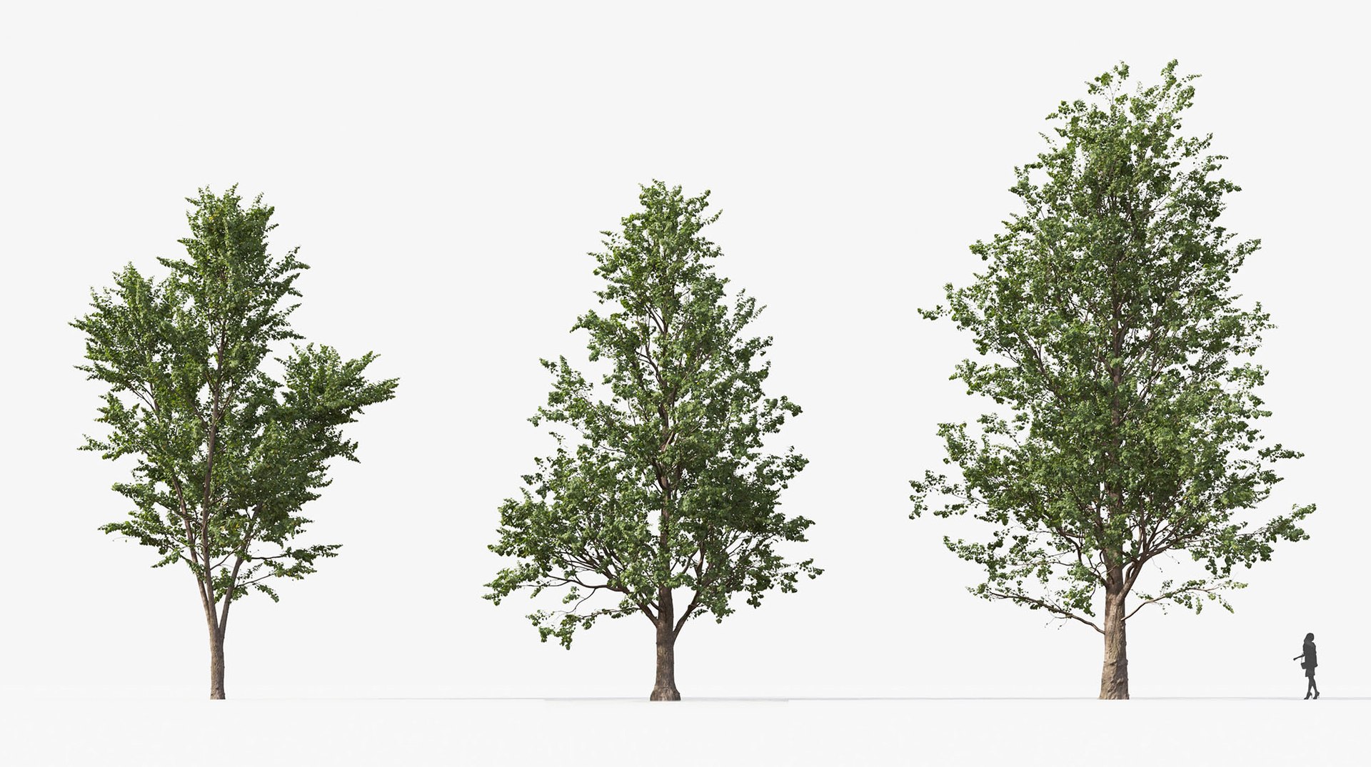 Tree Includes Growfx Files 3D Model - TurboSquid 1650668