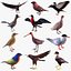 North American birds 3D model
