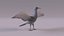 North American birds 3D model