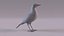 North American birds 3D model