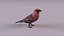 North American birds 3D model
