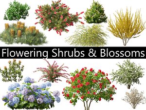 Flowering Shrubs  Blossoms Pack 04