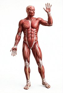 Realistic Male Anatomy Ecorche 3D Model - Textured  Animated 3D model