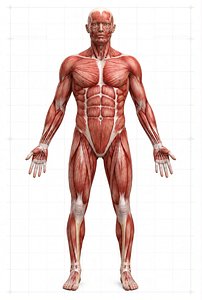 Realistic Male Anatomy Ecorche 3D Model - Textured  Animated 3D model