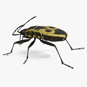 Pyrrhocoris Apterus Bug Yellow Black