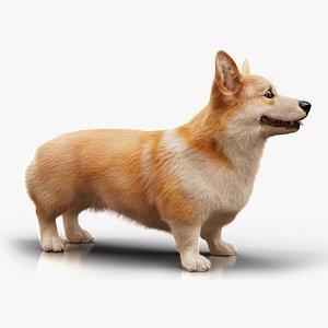 3D Welsh Corgi  Golden Red  Cream  Static Xgen-core model