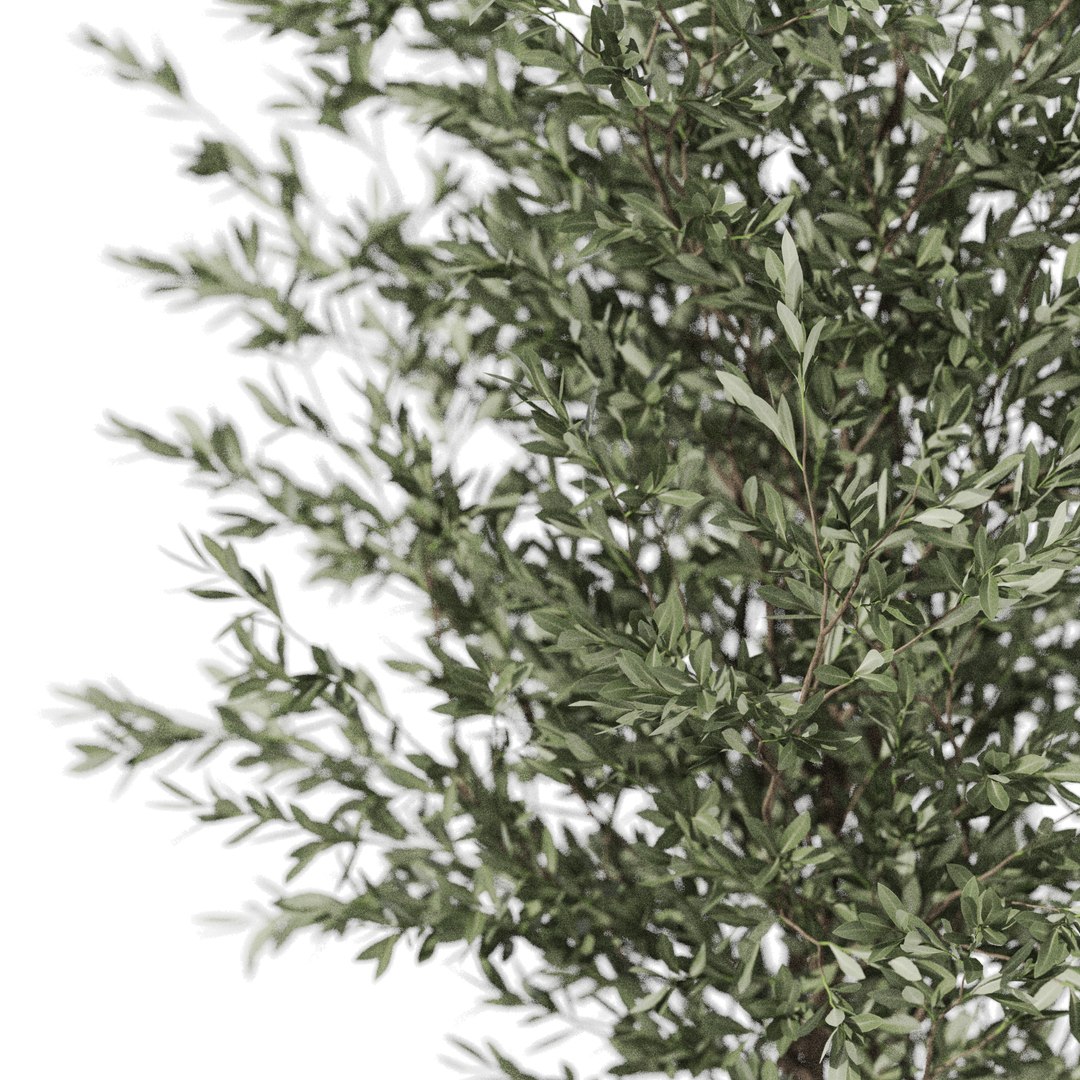 3D Plants collection 1185 https://p.turbosquid.com/ts-thumb/fh/KByAUz/MV/plant_1185_02/jpg/1742884398/1920x1080/fit_q87/7b5b3a8bd30148ffe2a1a80c6a3527c66c0e2c8b/plant_1185_02.jpg