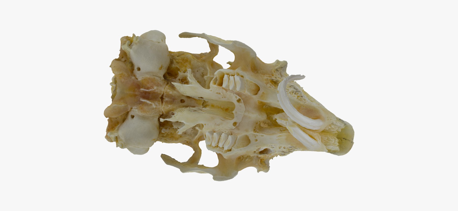 3D Rabbit Oryctolagus Cuniculus Deformed Model - TurboSquid 1598228