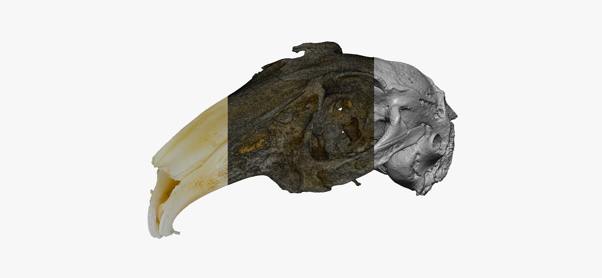 3D Rabbit Oryctolagus Cuniculus Deformed Model - TurboSquid 1598228