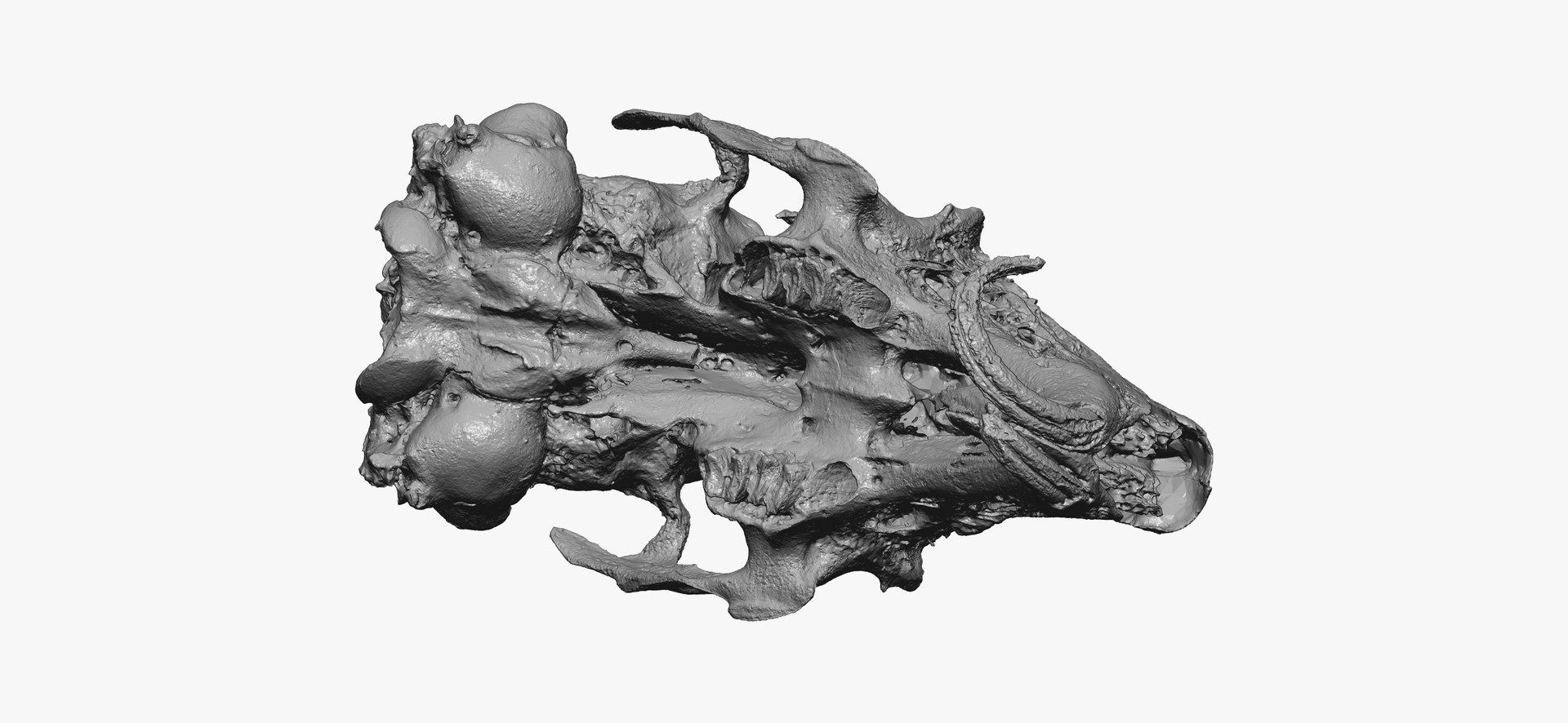 3D Rabbit Oryctolagus Cuniculus Deformed Model - TurboSquid 1598228