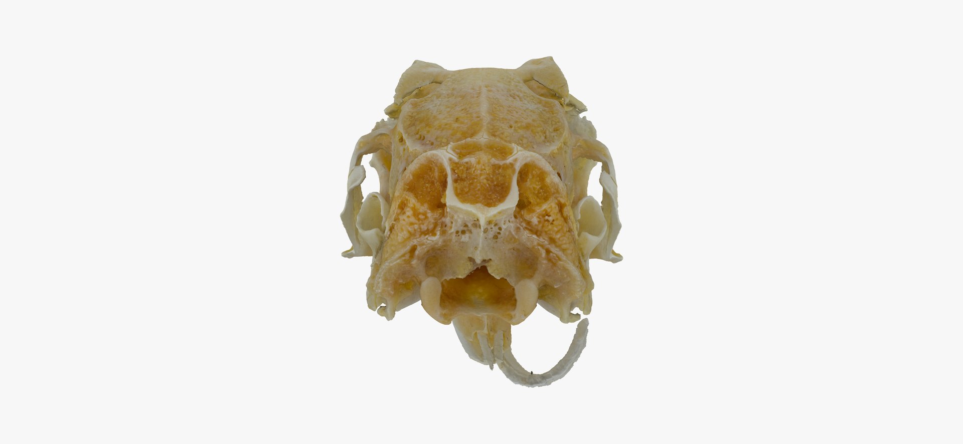 3D Rabbit Oryctolagus Cuniculus Deformed Model - TurboSquid 1598228
