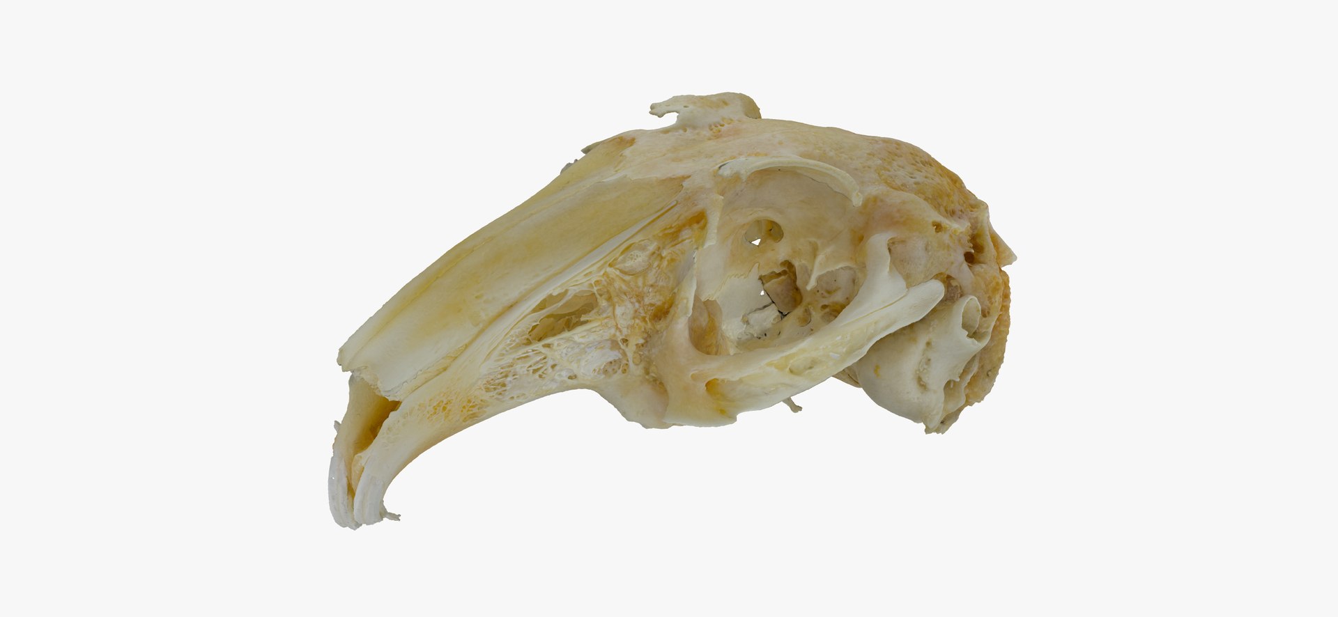 3D Rabbit Oryctolagus Cuniculus Deformed Model - TurboSquid 1598228