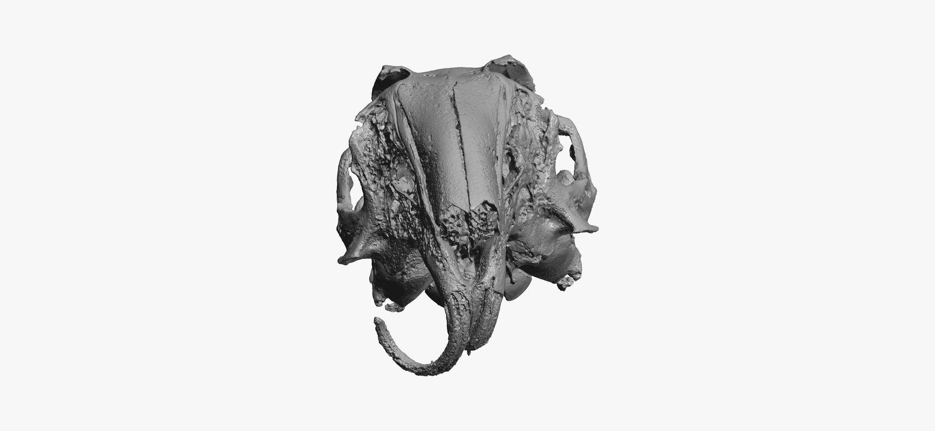 3D Rabbit Oryctolagus Cuniculus Deformed Model - TurboSquid 1598228