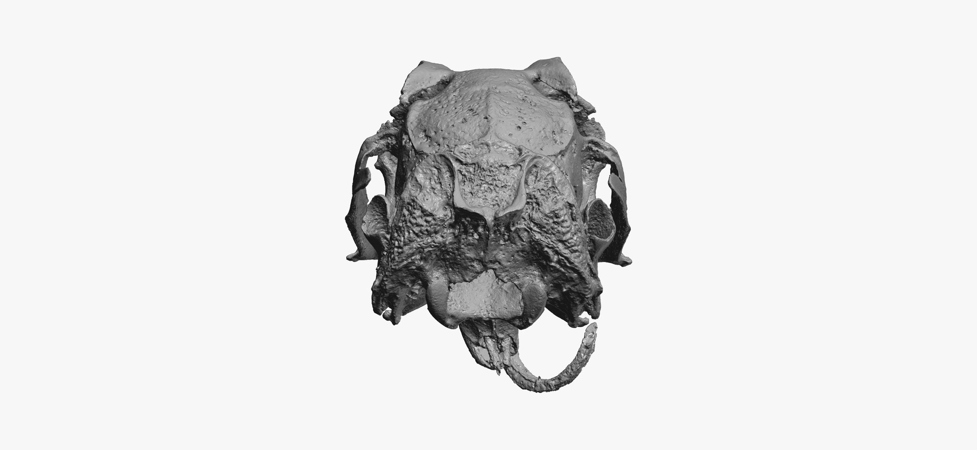 3D Rabbit Oryctolagus Cuniculus Deformed Model - TurboSquid 1598228