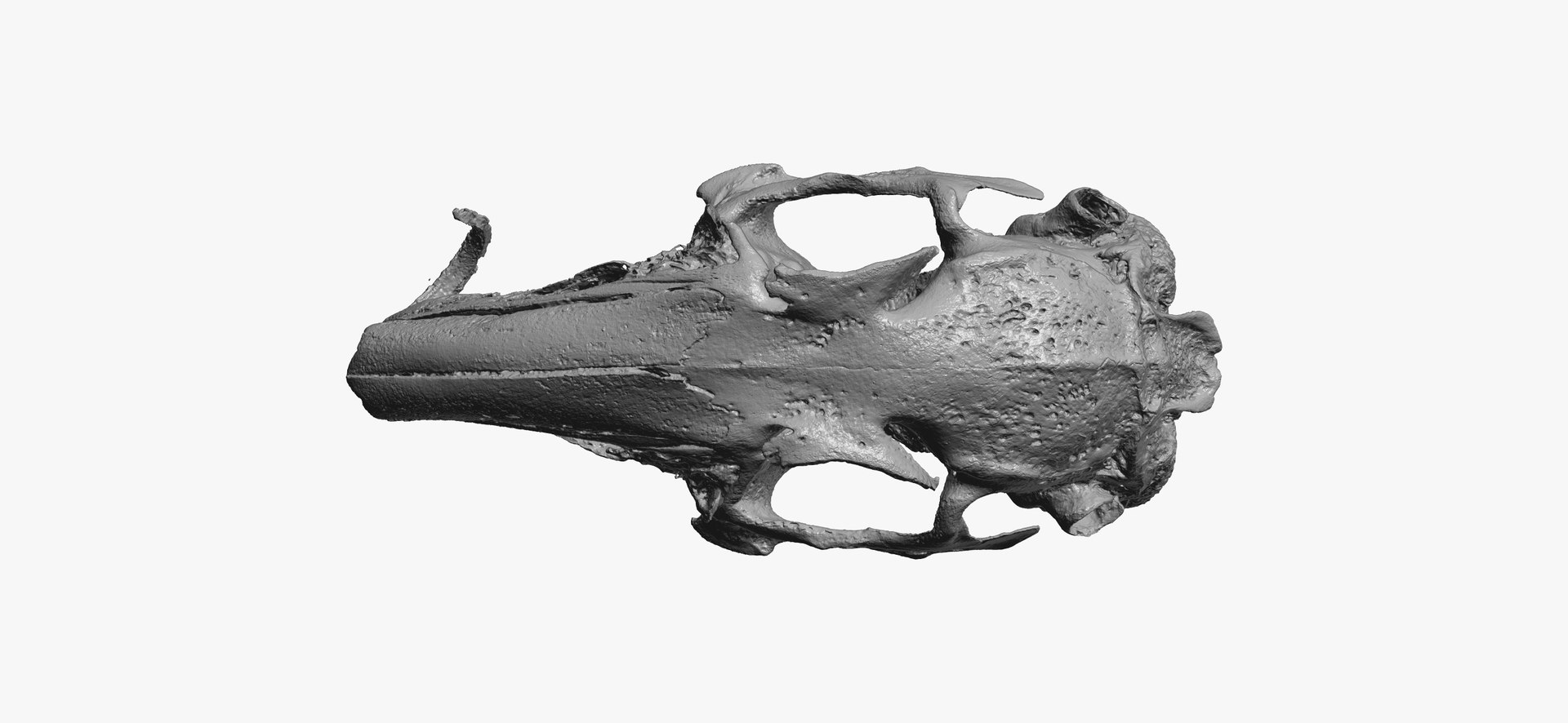 3D Rabbit Oryctolagus Cuniculus Deformed Model - TurboSquid 1598228