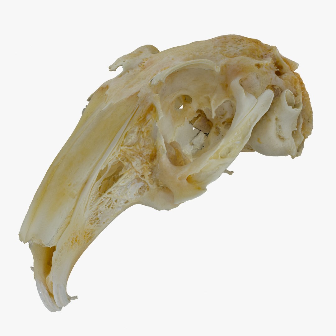 3D rabbit oryctolagus cuniculus deformed model - TurboSquid 1598228
