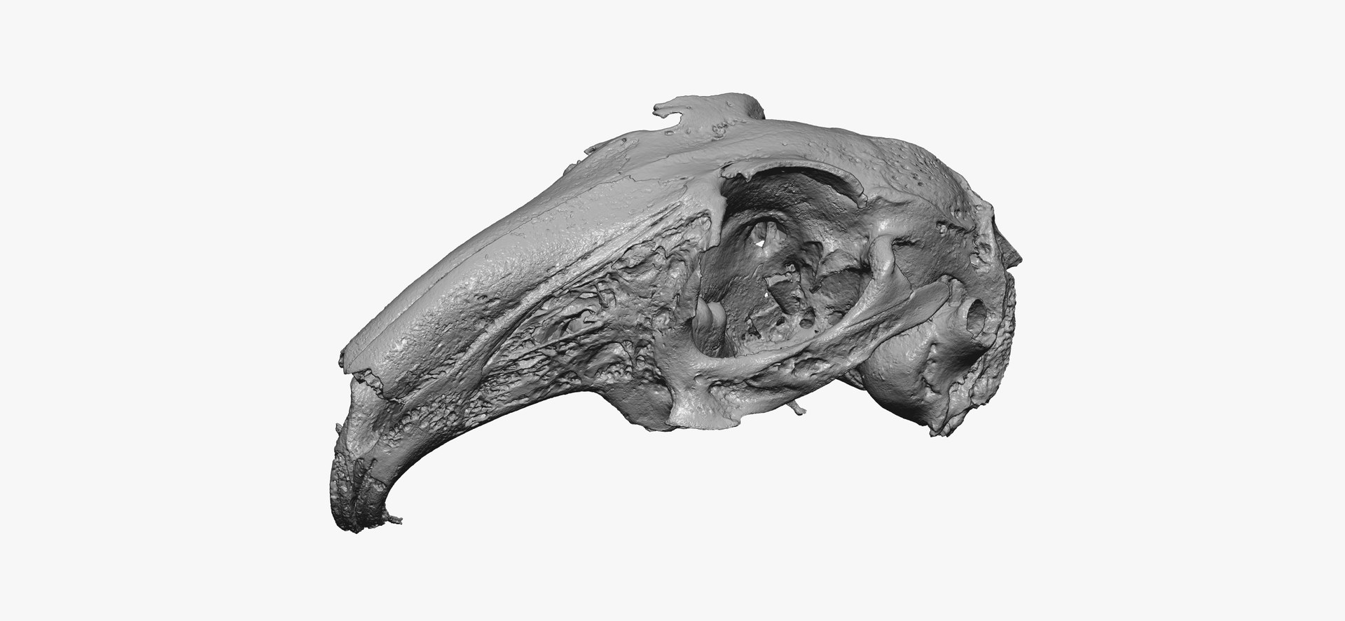 3D Rabbit Oryctolagus Cuniculus Deformed Model - TurboSquid 1598228