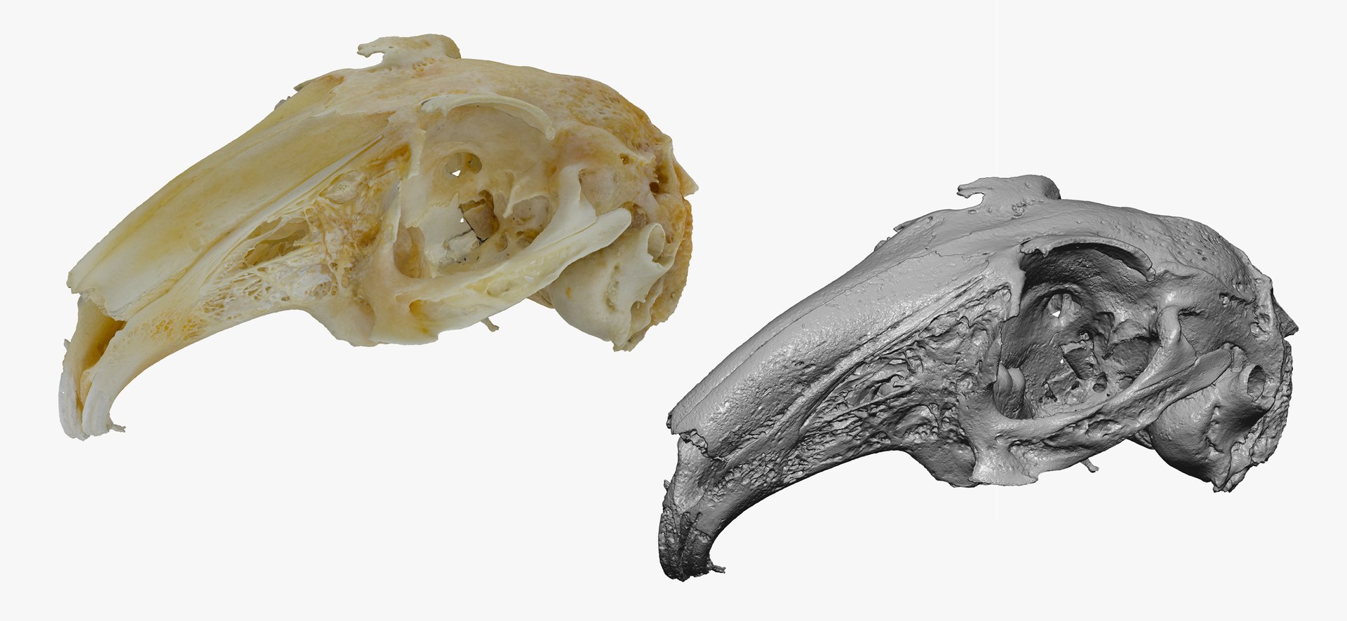 3D Rabbit Oryctolagus Cuniculus Deformed Model - TurboSquid 1598228