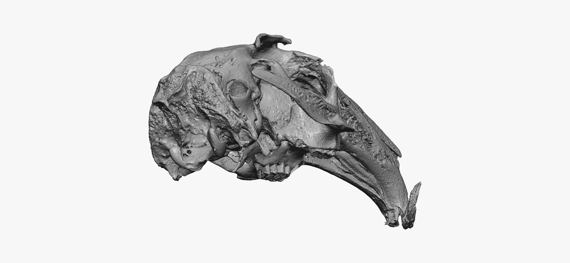 3D Rabbit Oryctolagus Cuniculus Deformed Model - TurboSquid 1598228