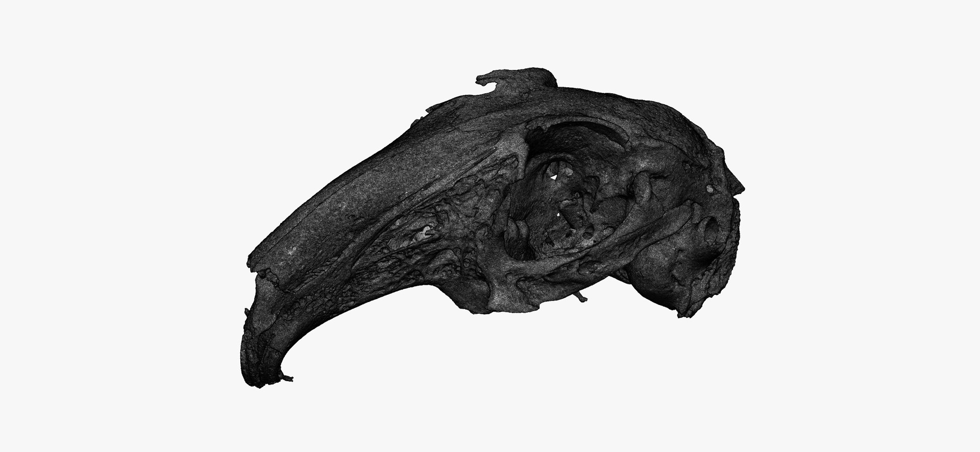 3D Rabbit Oryctolagus Cuniculus Deformed Model - TurboSquid 1598228